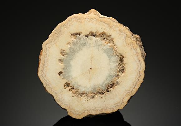 CC16878 specimen image