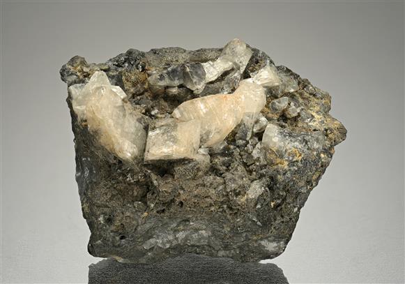 CC16881 specimen image