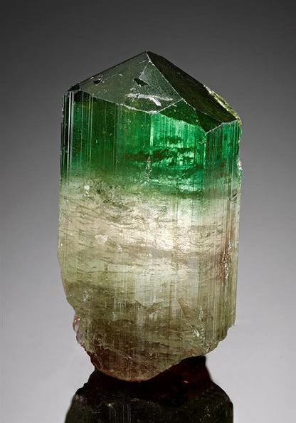 CC16921 specimen image