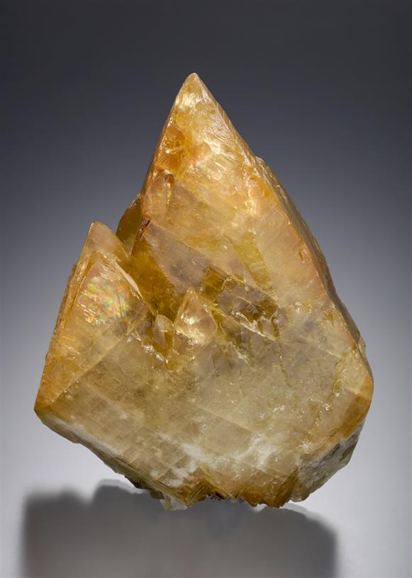 CC16978 specimen image