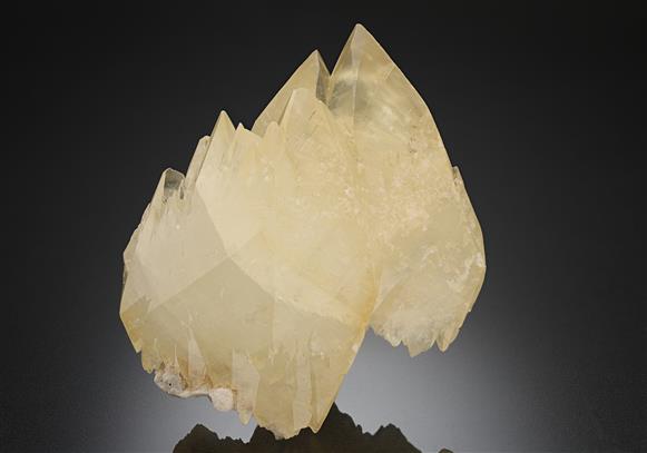 CC16982 specimen image