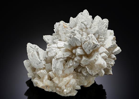 CC16983 specimen image