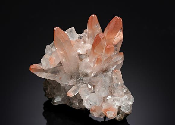 CC17022 specimen image