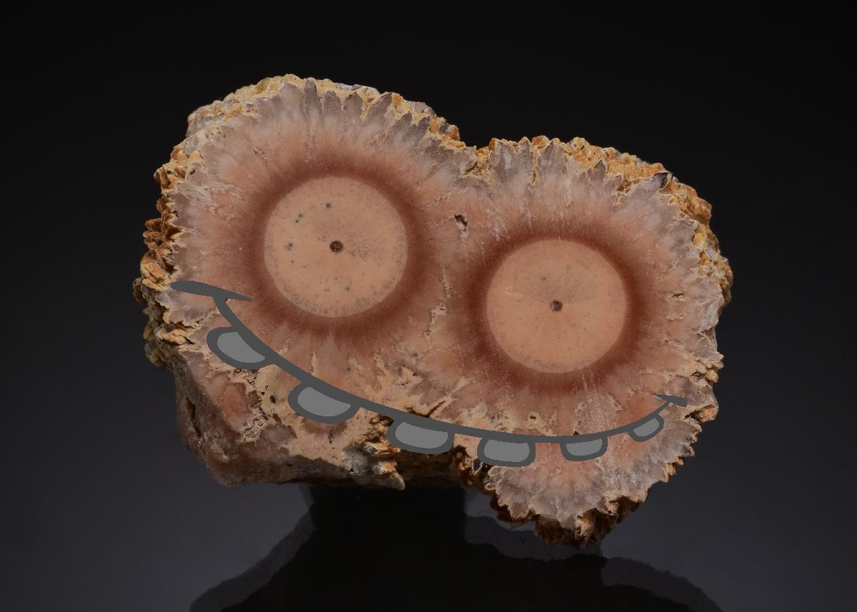 CC17031 specimen image