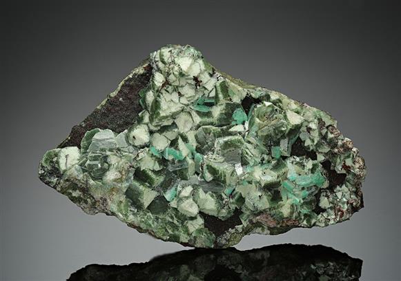 CC17148 specimen image