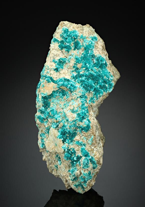 CC17361 specimen image
