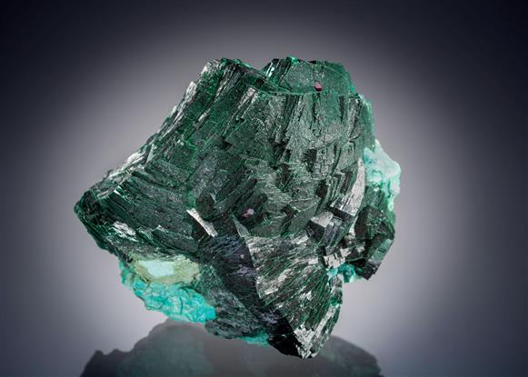 CC17386 specimen image