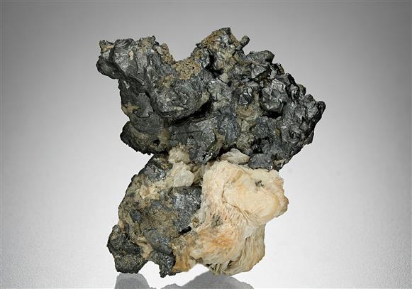 CC17424 specimen image