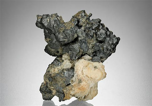 CC17424 specimen image
