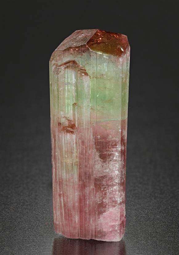CC17445 specimen image