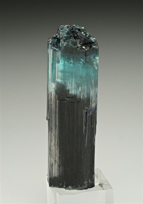 CC17467 specimen image