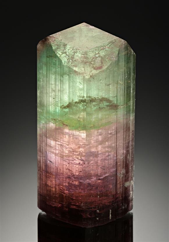 CC17469 specimen image