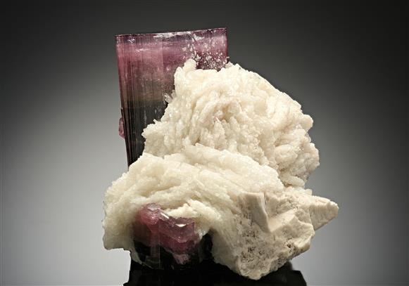 CC17470 specimen image