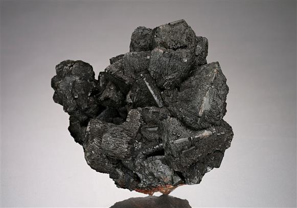 CC17486 specimen image