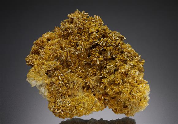 CC17492 specimen image