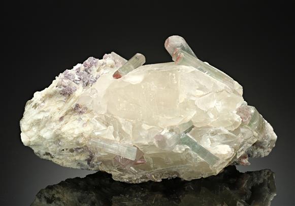 CC17526 specimen image