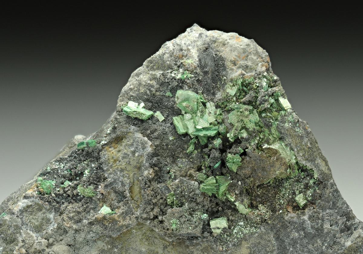 CC17527 specimen image