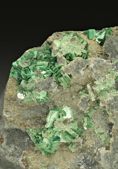 CC17530 specimen image