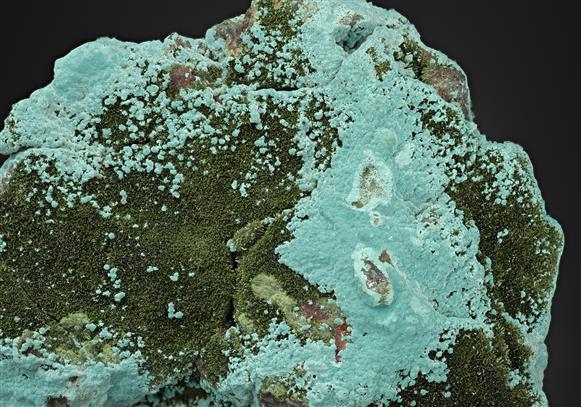 CC17556 specimen image