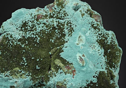 CC17556 specimen image