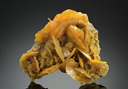 CC17558 specimen image