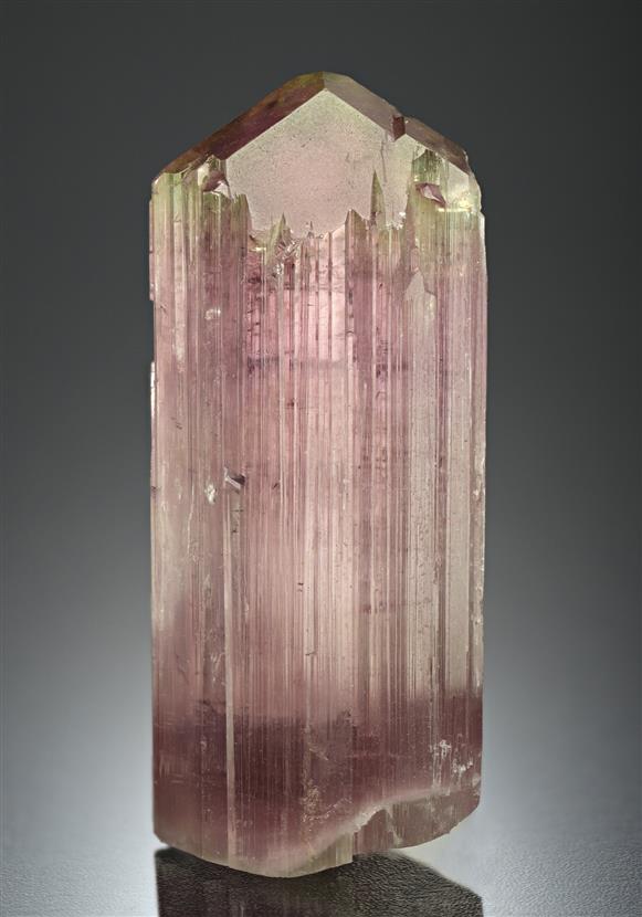 CC17564 specimen image