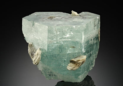 CC17572 specimen image