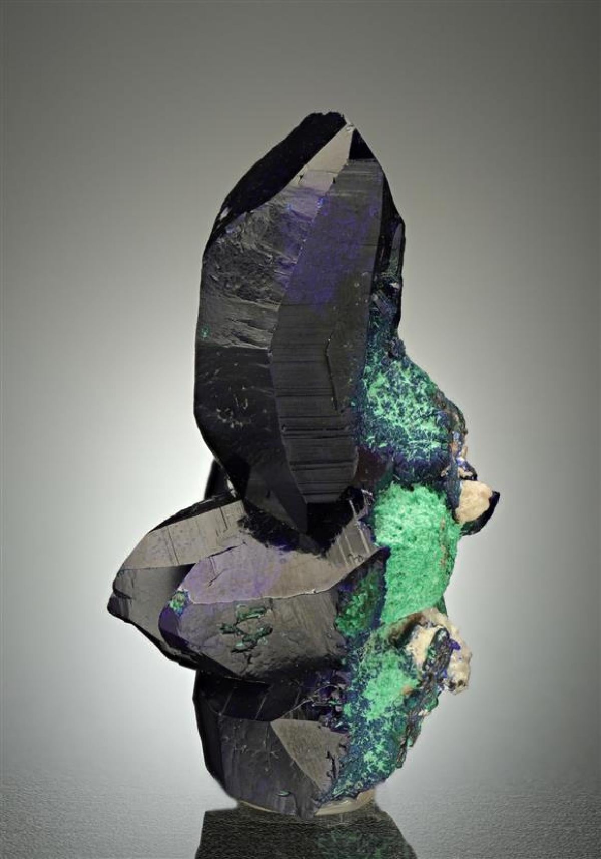 CC17590 specimen image