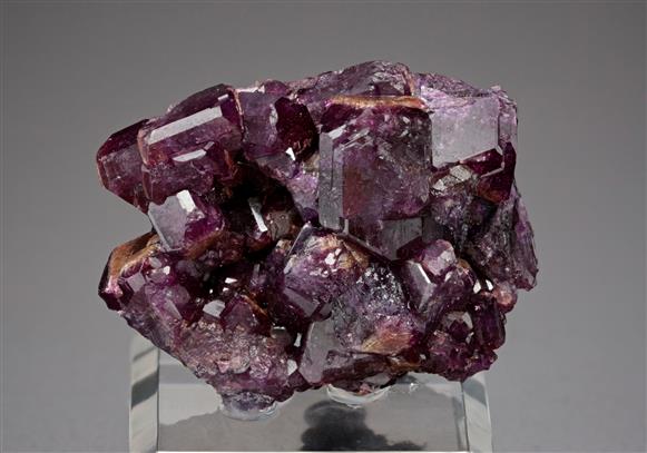 CC17592 specimen image