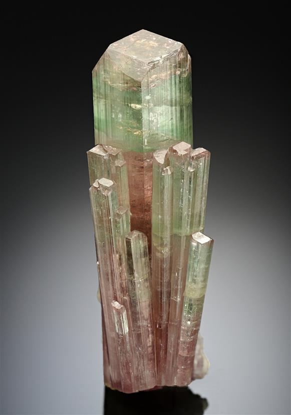 CC17647 specimen image