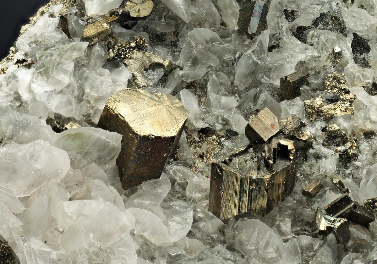 CC17654 specimen image