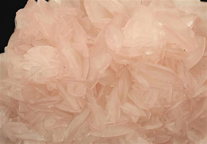 CC17670 specimen image