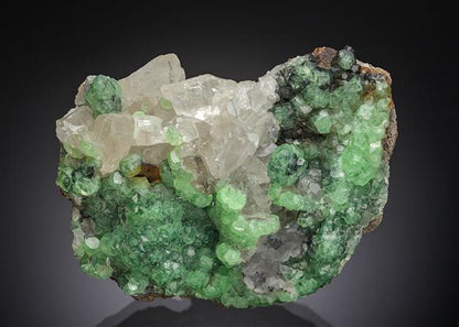 CC17680 specimen image
