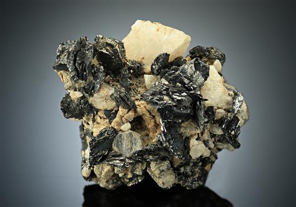CC17844 specimen image