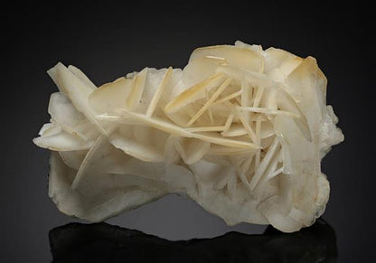 CC17851 specimen image