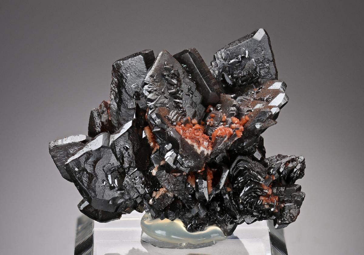 CC17884 specimen image
