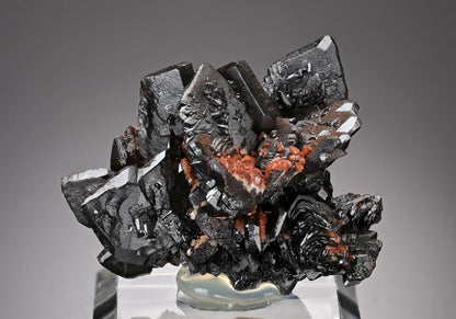 CC17884 specimen image