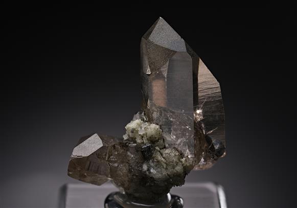 CC17893 specimen image