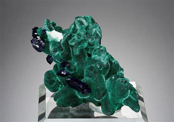 CC17894 specimen image