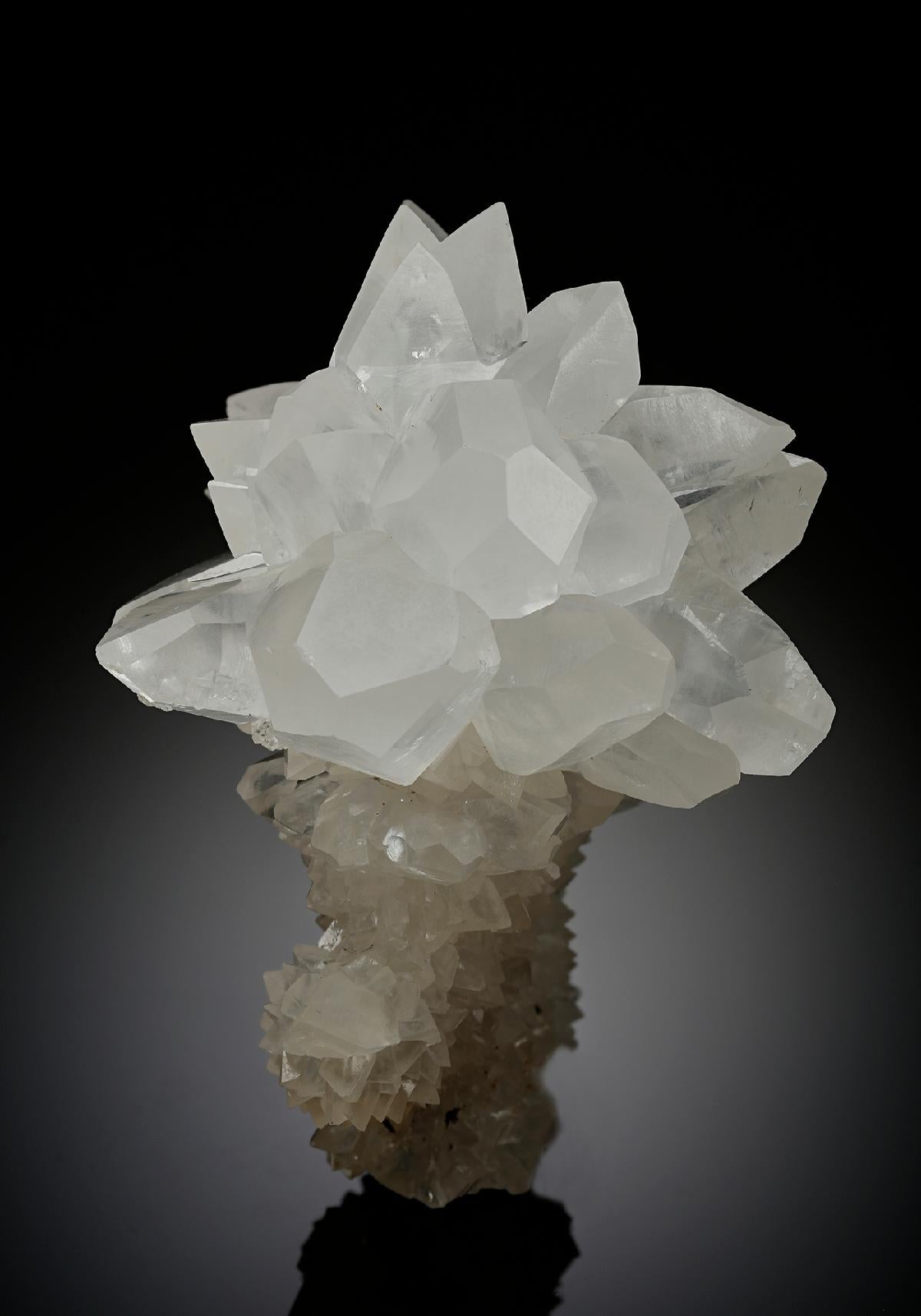 CC17897 specimen image