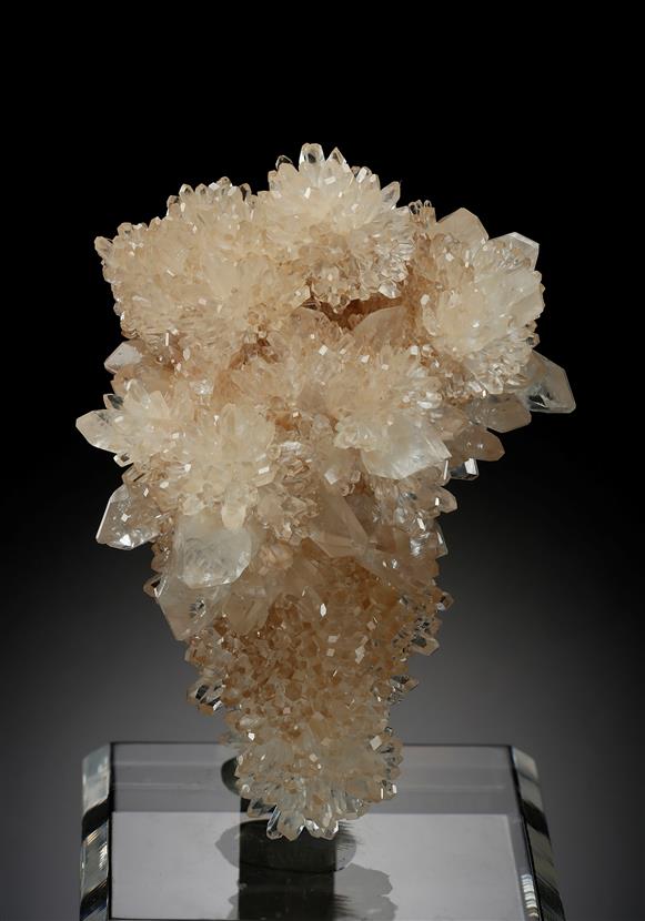 CC17898 specimen image