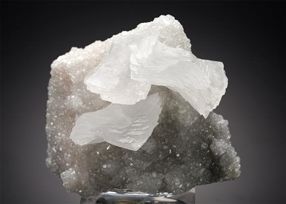 CC17935 specimen image