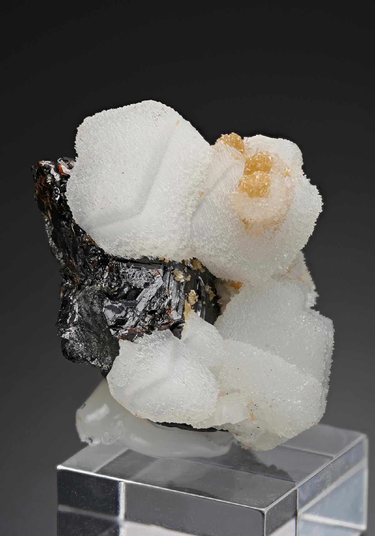 CC17937 specimen image