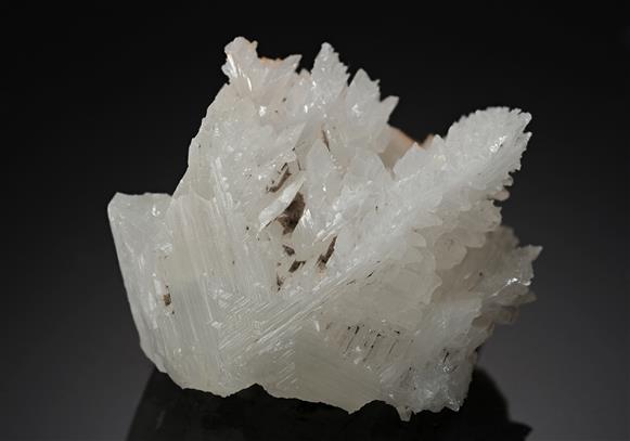CC17959 specimen image