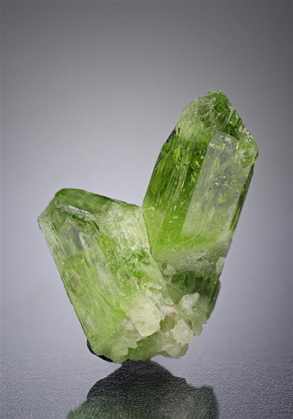 CC17973 specimen image