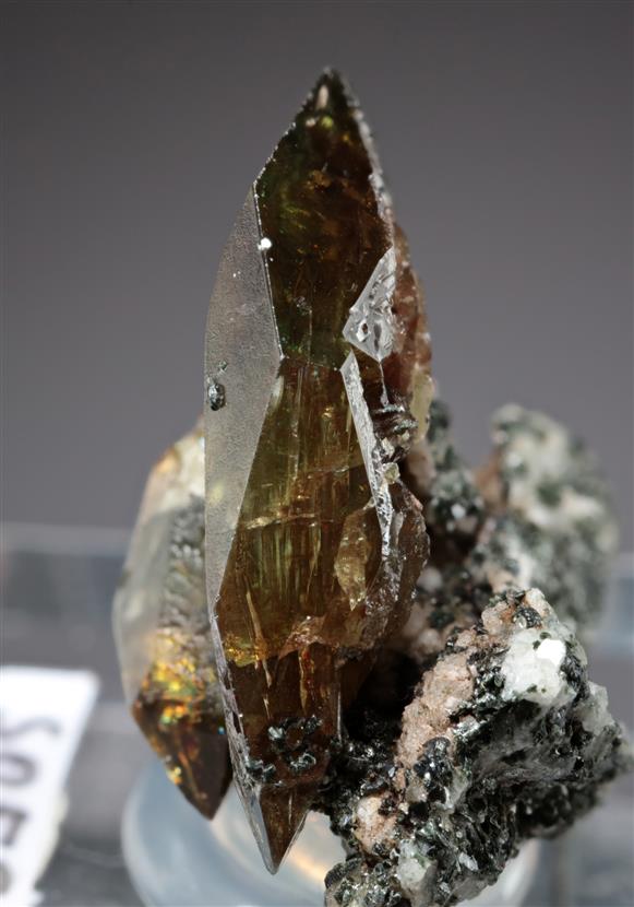 CC17977 specimen image