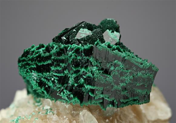 CC18084 specimen image