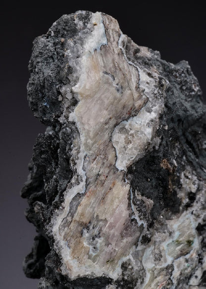 CC18153 specimen image