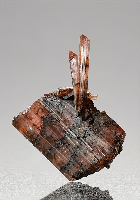 CC18166 specimen image