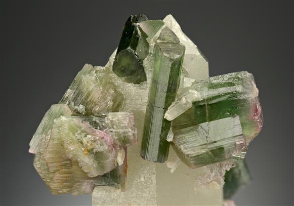 CC18195 specimen image